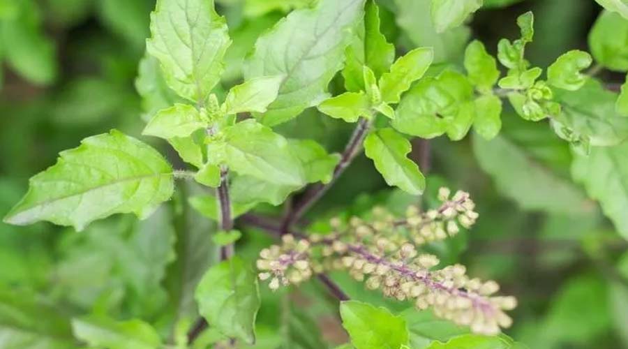 Tulsi Punjan 2025 : 24 या 25 दिसंबर? जानिए कब मनाया जाएगा तुलसी पूजन दिवस, जानें महत्व और पूजा विधि