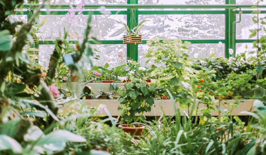 Plant care in winter