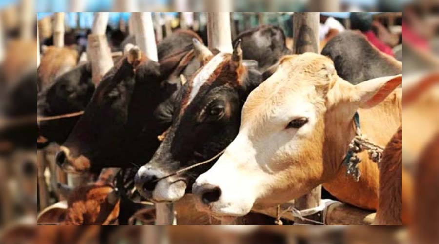 जम्मू पुलिस की बड़ी कार्रवाई, गौ-तस्करी का किया भंडाफोड़
