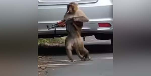 Viral Video: बंदर के हाथ लगी AK-47, सोशल मीडिया पर वायरल हुआ खतरनाक वीडियो