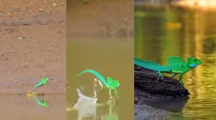 Viral Video: नदी पर दौड़ती छिपकली ने लोगों को किया हैरान, बोले-“प्रकृति का चमत्कार”
