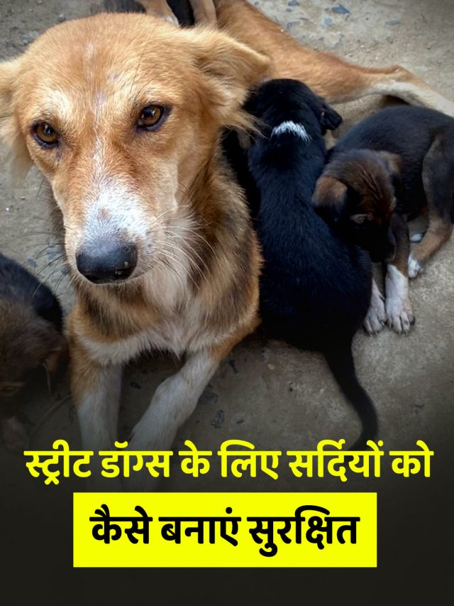 स्ट्रीट डॉग्स के लिए सर्दियों को कैसे बनाएं सुरक्षित