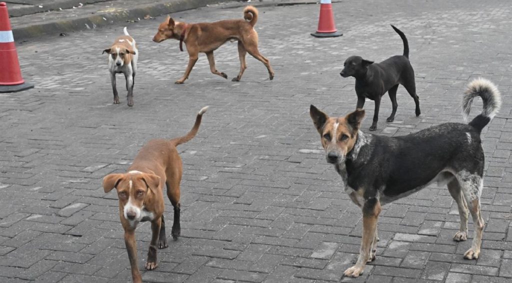 100 stray dogs killed with poison