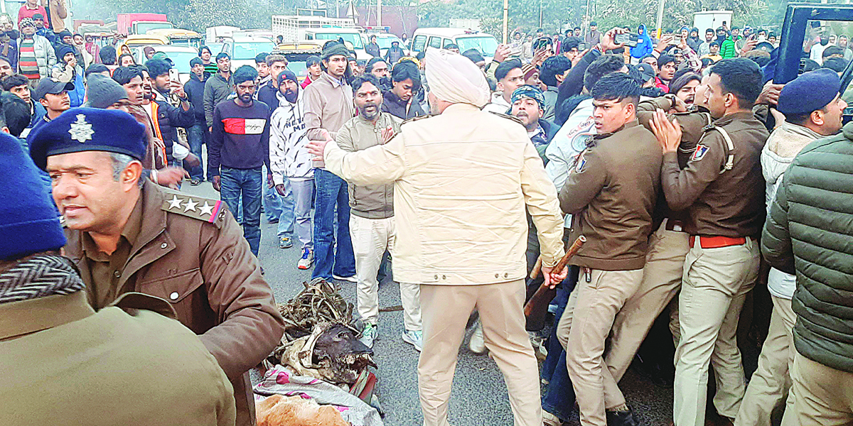बछड़े का शव लेकर सैक्टर-26 ट्रांसपोर्ट लाइट प्वाइंट पर प्रदर्शन, लगा जाम