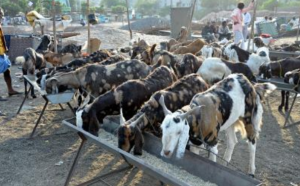 Business: पशुधन क्षेत्र से भारत की कृषि अर्थव्यवस्था में सालाना 12.77% बढ़ोतरी: रिपोर्ट