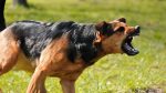 9-year-old girl died after attacked by dogs