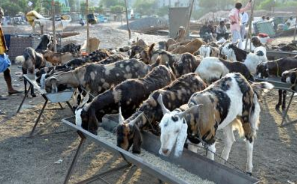 Business: पशुधन क्षेत्र से भारत की कृषि अर्थव्यवस्था में सालाना 12.77% बढ़ोतरी: रिपोर्ट