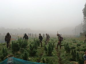 त्रिपुरा में असम राइफल्स को मिली कामयाबी: 36 करोड़ रुपये की 200 एकड़ गांजे की फसल को नष्ट किया