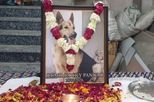 वफादारी की मिसालः कुत्ते को परिवार की तरह दी गई अंतिम विदाई, तेरहवीं पर किया गया भंडारे का आयोजन