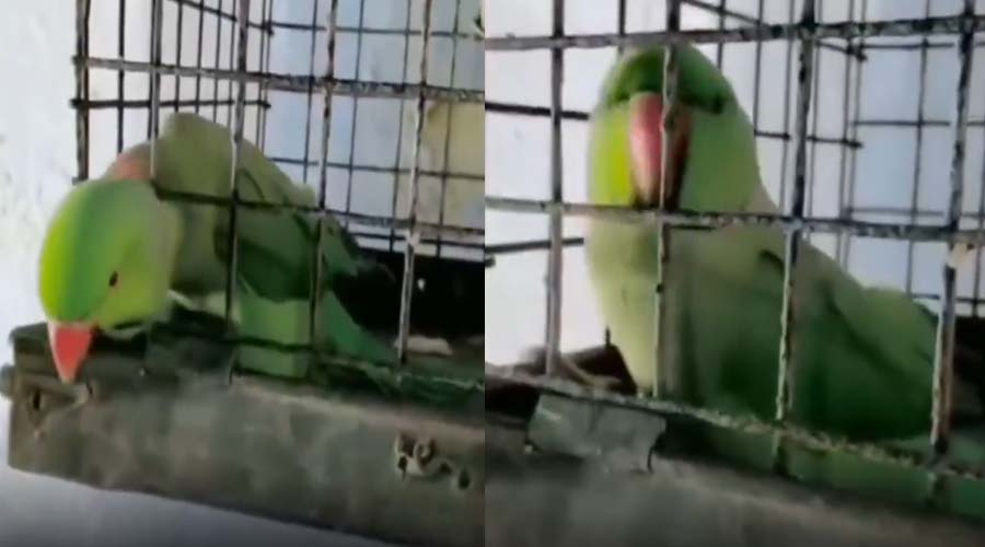 Viral Video: टमाटर नहीं मिला तो “पुलिस” की धमकी! पालतू तोते का वीडियो सोशल मीडिया पर वायरल