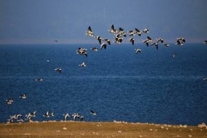 Pong Dam Lake Bird Species Kangra News