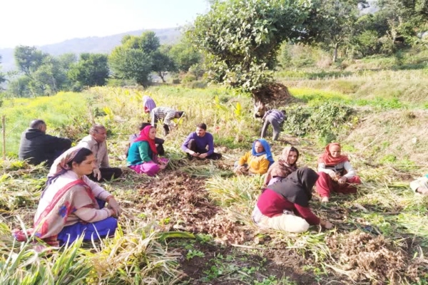 हिमाचल प्रदेश: सिरमौर में किसानों को बड़ी राहत, पीएम फसल बीमा योजना की समय-सीमा बढ़ी