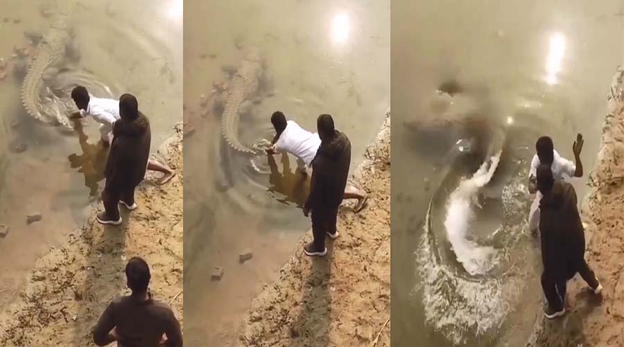 शख्स ने की मगरमच्छ से छेड़छाड़, फिर जो हुआ… Video देख कांप जाएगी रूह