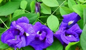 Aparajita Plant: घर में क्यों शुभ माना जाता है अपराजिता का पौधा? जानें धार्मिक और वास्तु महत्व