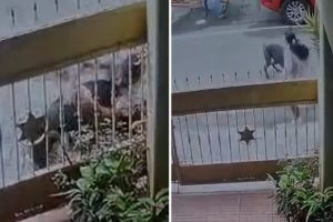 चेहरे, गले और सिर पर बुरी तरह काटा, 100 टांके लगे… बेंगलुरु में कुत्ते ने महिला को बुरी तरह नोंचा 