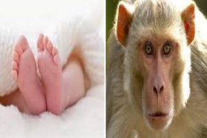 20 दिन की बच्ची को उठा ले गया बंदर, भागते-भागते कुएं में गिरा दिया… फिर हुआ ये चमत्कार