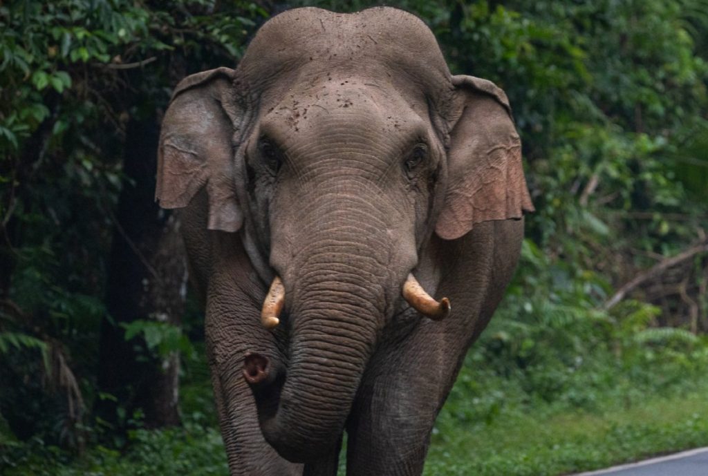 elephant attack in west singhbhum
