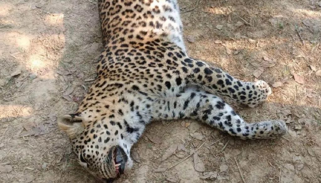 four leopard killed in bengaluru