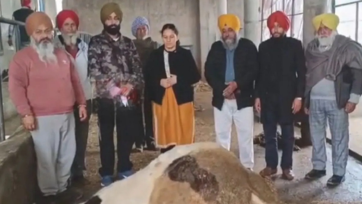 शरारती तत्वों की शर्मनाक करतूत, गायों को आटे के पेड़े में दिया जहर, दो की मौत