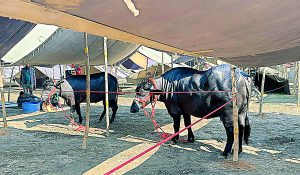 कुरुक्षेत्र राज्य स्तरीय पशु मेले के रैंप पर कैटवॉक करेंगे बेशकीमती नस्ल के पशु