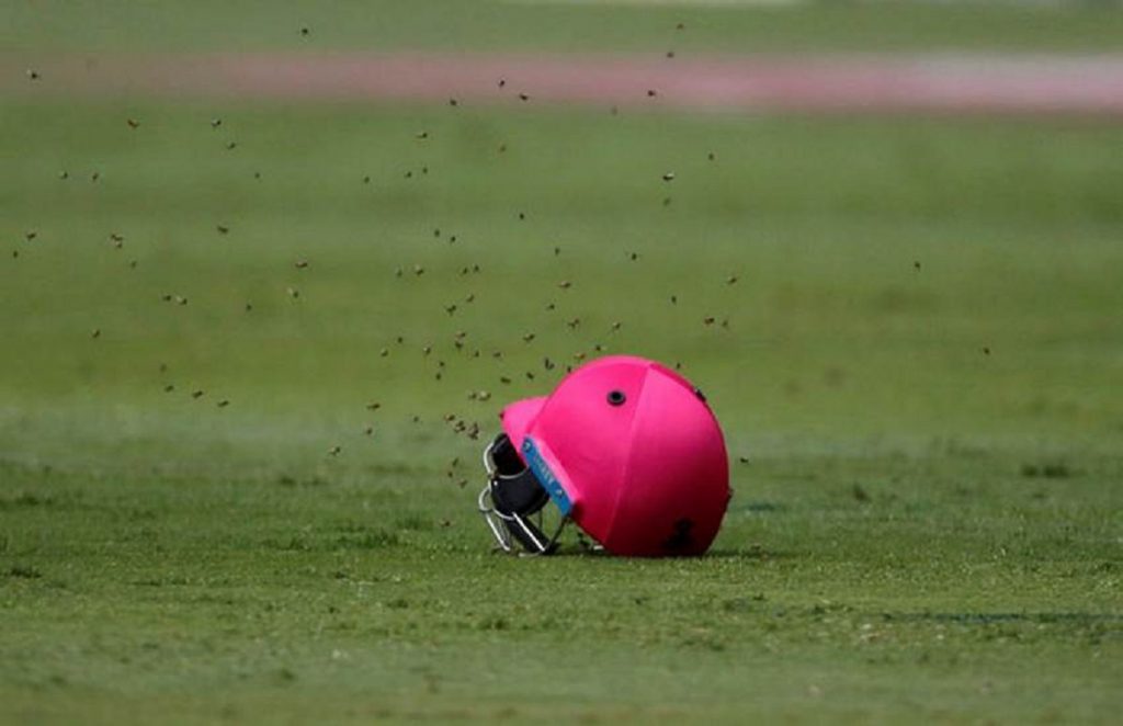 Bee Attack During Cricket Match