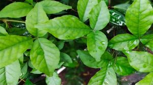 Belpatra Todne ke Niyam: महाशिवरात्रि से पहले ही तोड़ लें बेलपत्र, इन तिथियों पर पत्ते तोड़ना माना गया है वर्जित
