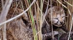 Female cheetah Asha,birth 5 cubs