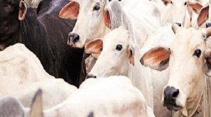 J&K News: पुलिस ने गौवंश तस्करी के प्रयास को किया विफल, 25 पशु को बचाया, मामला दर्ज