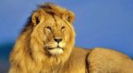 Lion Photo Vastu