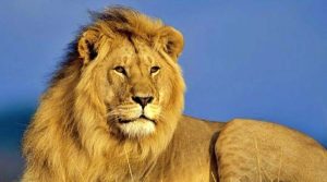 Lion Photo Vastu: क्या घर में शेर की तस्वीर लगाना ठीक है? जानें वास्तु शास्त्र की राय