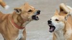 dogs attack