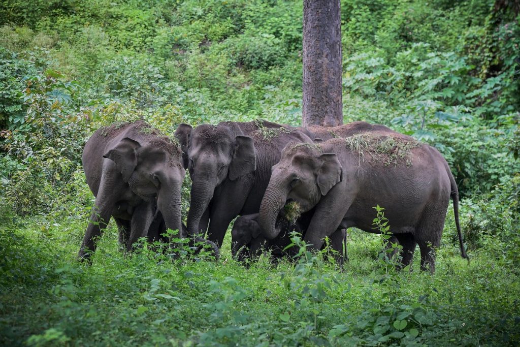 jharkhand elephant attack