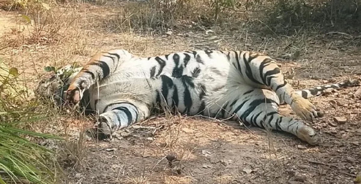 जंगल में मिले बाघों के शव, करंट लगने से मौत की आशंका