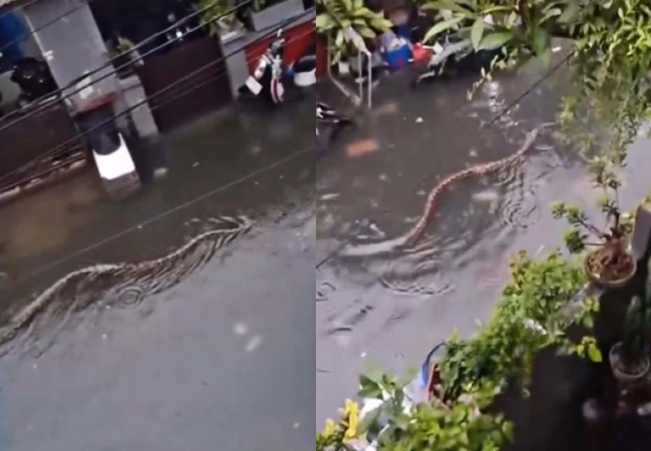 बारिश के पानी में सड़क पर बहकर आया इतने मीटर लंबा सांप, वीडियो देख लोगों की निकली चीखें