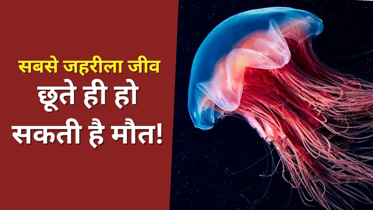 दुनिया का सबसे जहरीला जीव: छूते ही हो सकती है मौत