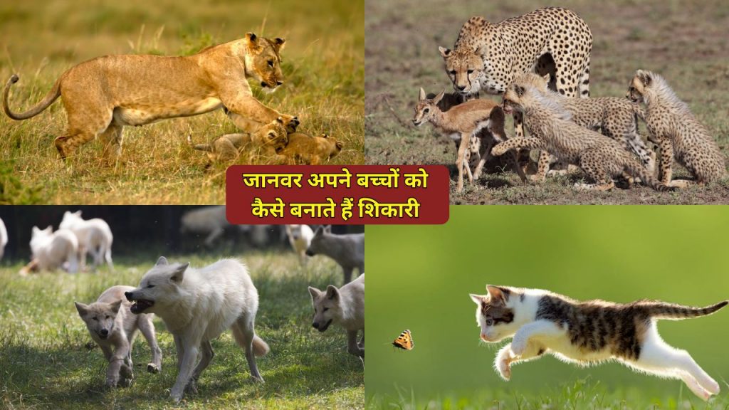 animal hunting training