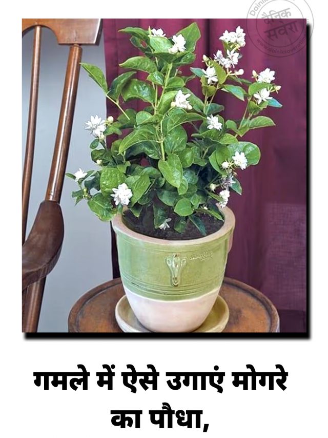 गमले में ऐसे उगाएं मोगरे का पौधा, घर में फैल जाएगी भीनी-भीनी खुशबू