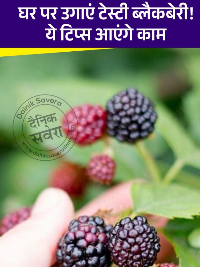 घर पर ऐसे उगाएं टेस्टी ब्लैकबेरी, काम आएंगे ये टिप्स