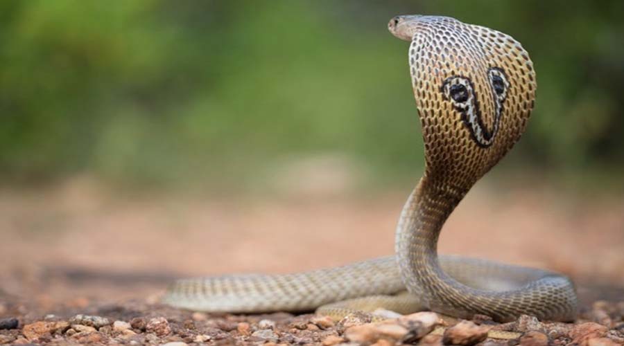 Nag Panchami 2026: कब मनाई जाएगी नाग पंचमी, क्या है इसका धार्मिक महत्व और पूजा का कारण