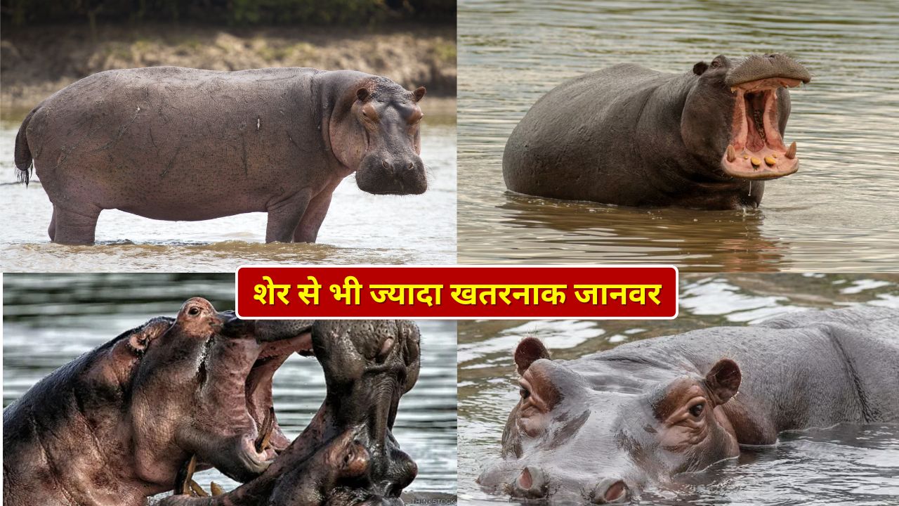 क्यों शेर से भी ज्यादा खतरनाक माना जाता है यह जानवर? जानकर रह जाएंगे दंग