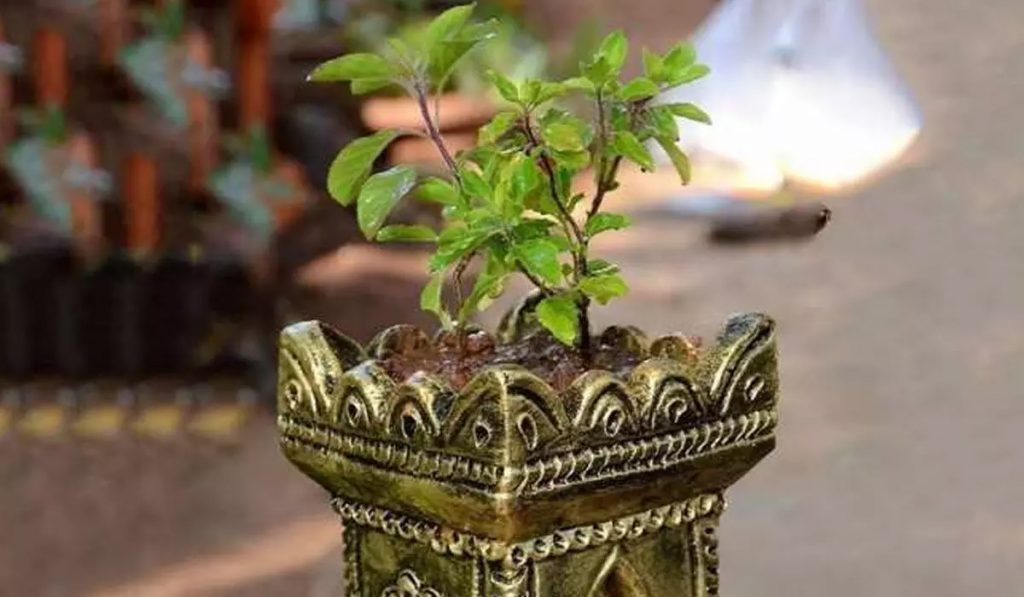 Tulsi Puja