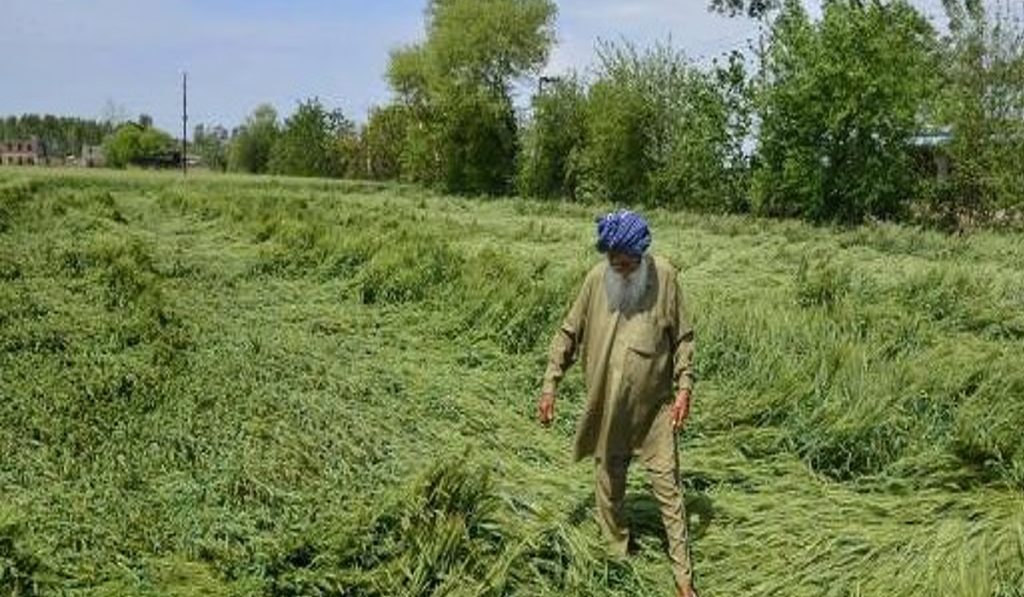 Punjab Crop Damage