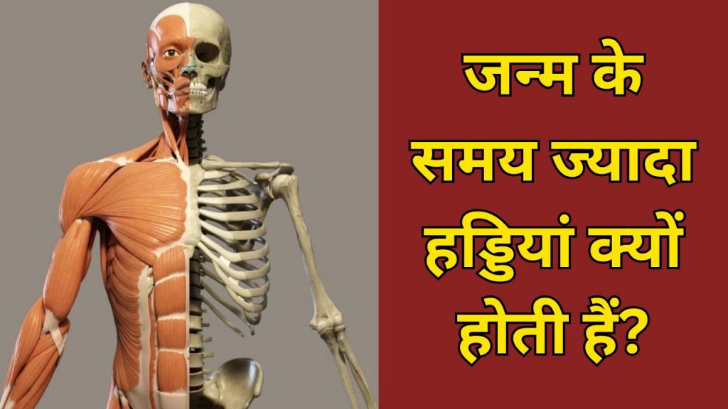 human bones count