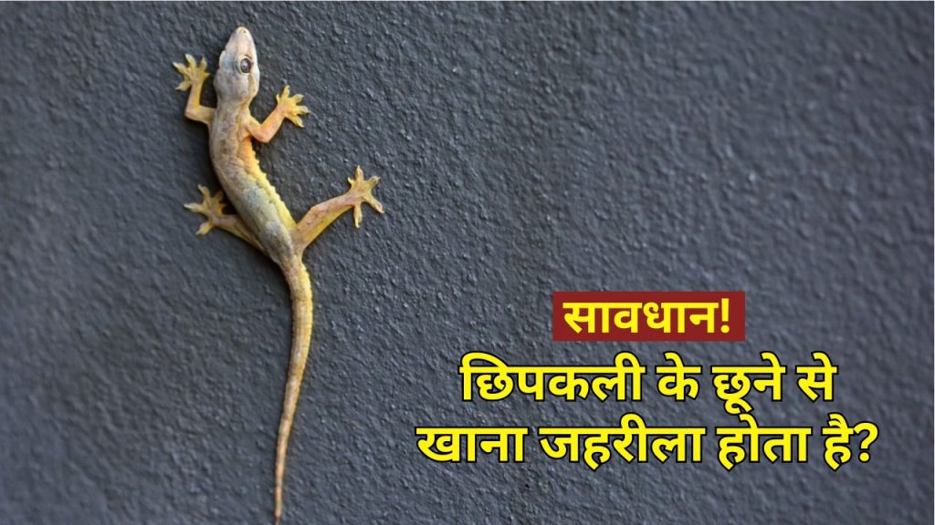 lizard touch food safety