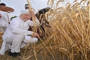 Haryana News : मंत्री का ठेठ अंदाज, पत्नी संग खेतों में काटा गेहूं