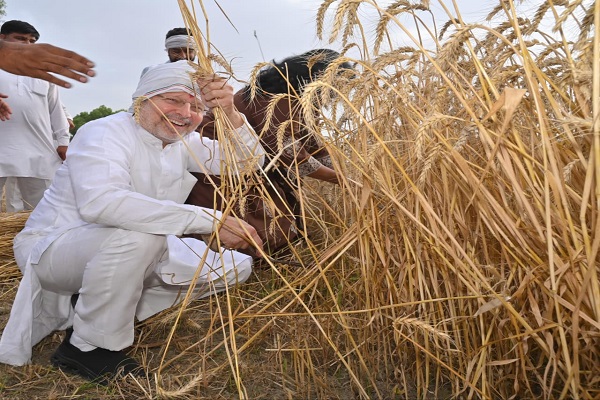 Haryana News : मंत्री का ठेठ अंदाज, पत्नी संग खेतों में काटा गेहूं