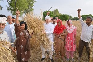 minister-harvested-wheat