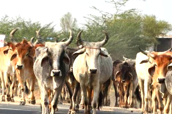 Haryana : जुल्म की इंतेहा : जींद में गोवंशियों पर डाला तेजाब, झुलसे