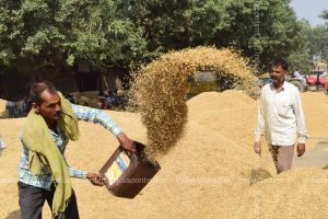 Haryana News : गेहूं खरीद नियमों के विरोध में किसान यूनियन