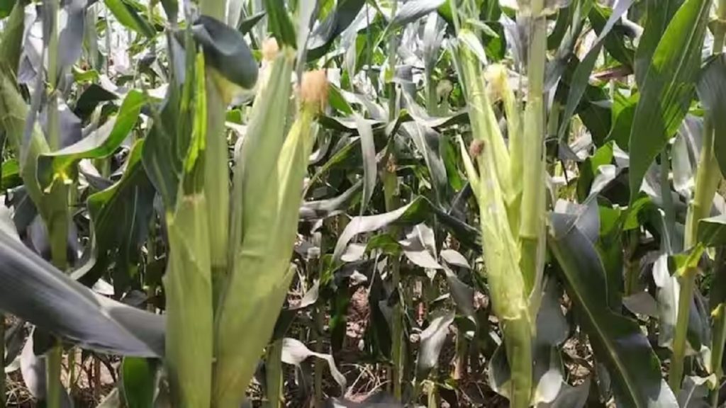 sweet corn